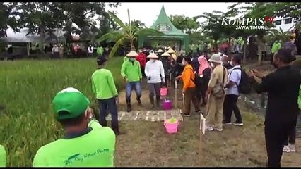 Warga Surabaya Manfaatkan Lahan Jadi Sawah