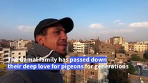 Passion for pigeons persists in Egypt