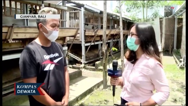 Susu Kambing Etawa, Begini Proses Pembuatannya