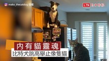 大冰箱也能跳得上！比特犬有「貓靈魂」 輕鬆融入貓家庭