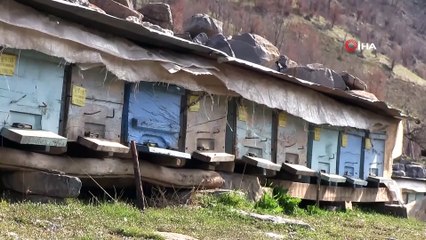 Bahar geldi arılar 4 aylık kış uykusundan uyandı