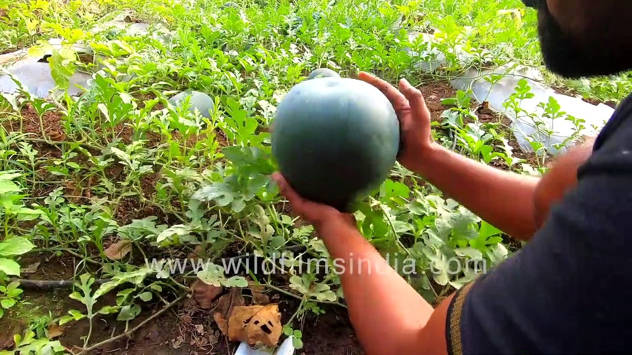 Watermelons - the summer thirst quencher being grown in a field