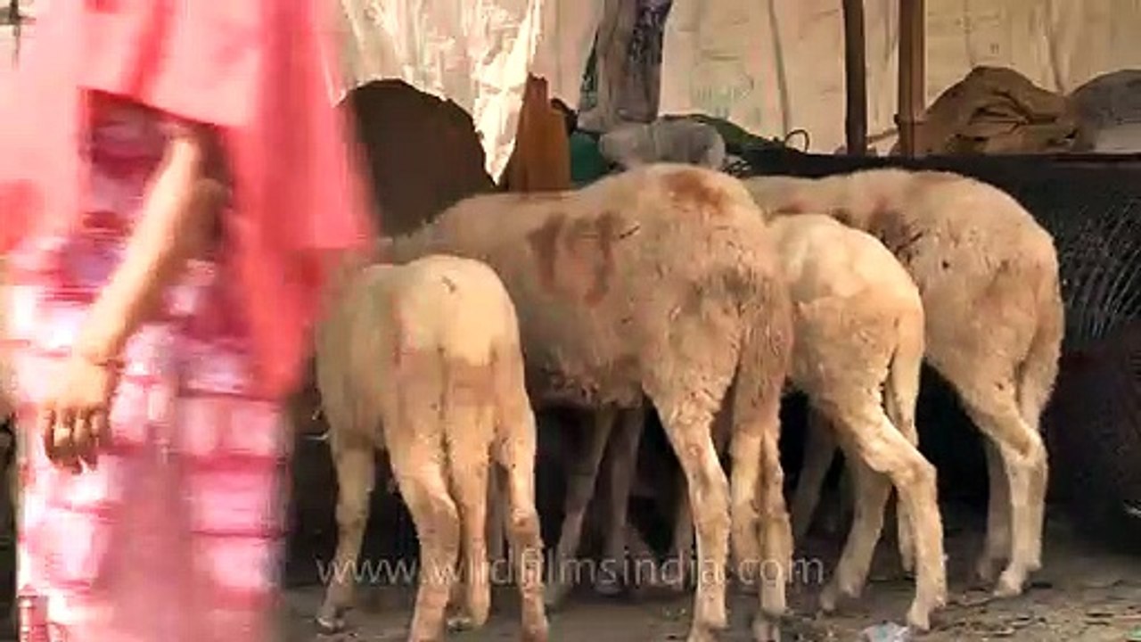 Herd of sheep, goats for sale outside Jama Masjid during Bakra Eid