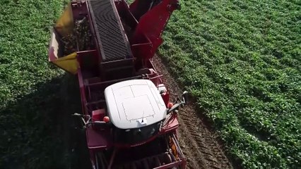 ERZURUM - Pancar üretimindeki rekor artış, şeker fabrikalarının rotasını ihracata çevirdi