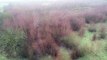 Beaver enclosure drone footage at Idle Valley Nature Reserve