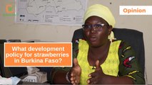 Opinion: What development policy for strawberries in Burkina Faso?