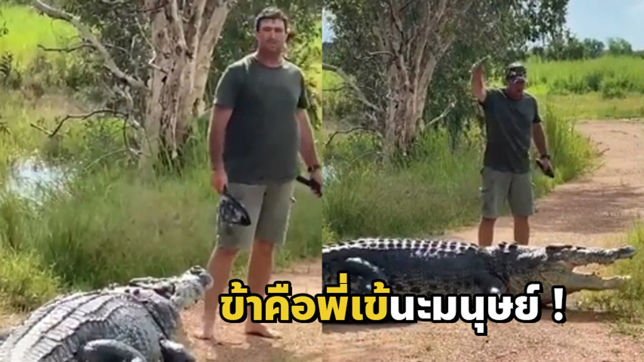 ใจพี่มันได้ ! หนุ่มเจอจระเข้ขวางทาง ลงมาไล่เหมือนหมา เกรงใจชาละวันด้วย