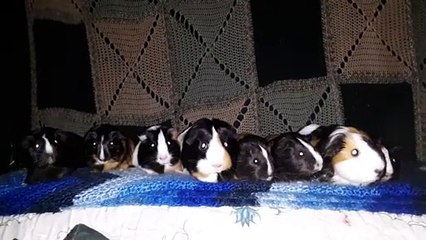 CAVIA PORCELLUS MARY IRIS TRIXIE PARSLEY RJ CJ TURMERIC CLOVER  20200305_161543