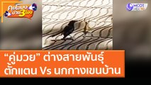 “คู่มวย” ต่างสายพันธุ์ ตั้กแตน Vs นกกางเขนบ้าน (10 มี.ค. 64) คุยโขมงบ่าย 3 โมง