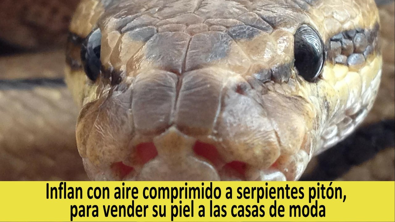 Inflan con aire comprimido a serpientes pitón, para vender su piel a las casas de moda