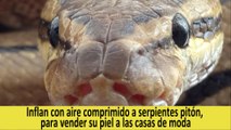 Inflan con aire comprimido a serpientes pitón, para vender su piel a las casas de moda