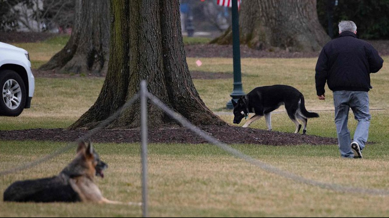 Un chien de Joe Biden mord un garde du corps, le président le renvoie de la Maison Blanche