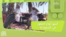 الشاهين الجبلي والوكري.. أشهر أنواع الصقور في السعودية!