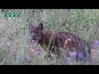 Apareix un linx ibèric a Catalunya