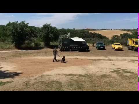 En Piris, el gos dels Agents Rurals per detectat incendis intencionats