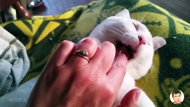 Videos De Risa 2021 nuevos Animales Graciosos - 1001 Momentos divertidos de Perros Funniest Dogs