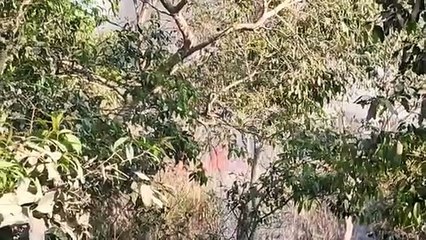 दुधवा जंगल में लगी आग, राहगीरों में हड़कंप