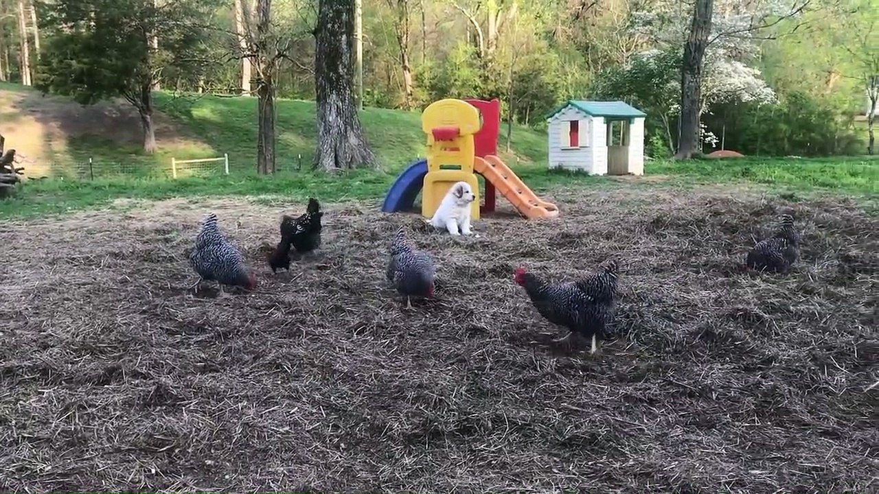 Great Pyrenees Pups Learning to Guard Pygmy Goats
