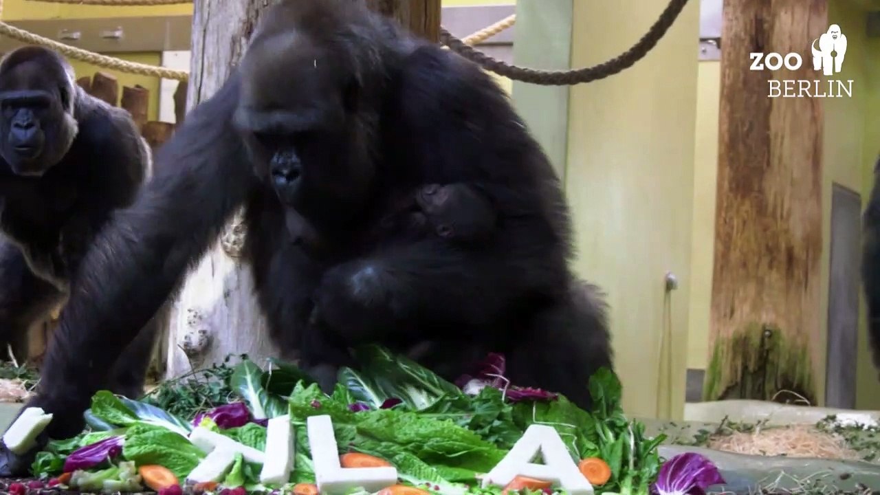 Berliner Gorilla-Baby hat einen Namen