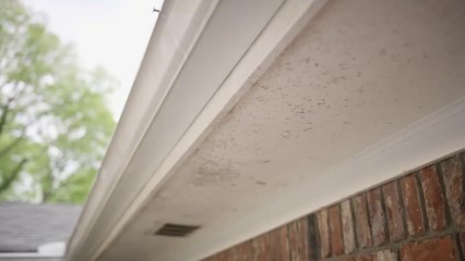 How to Get Rid of Mold The Home Depot