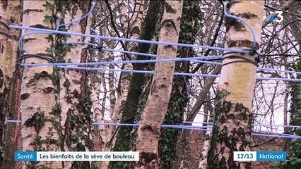Pyrénées : début de la récolte de la sève de bouleau, réputée pour ses vertus