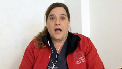 Surto no mundo equestre: "É uma espécie de covid-19 para cavalos"