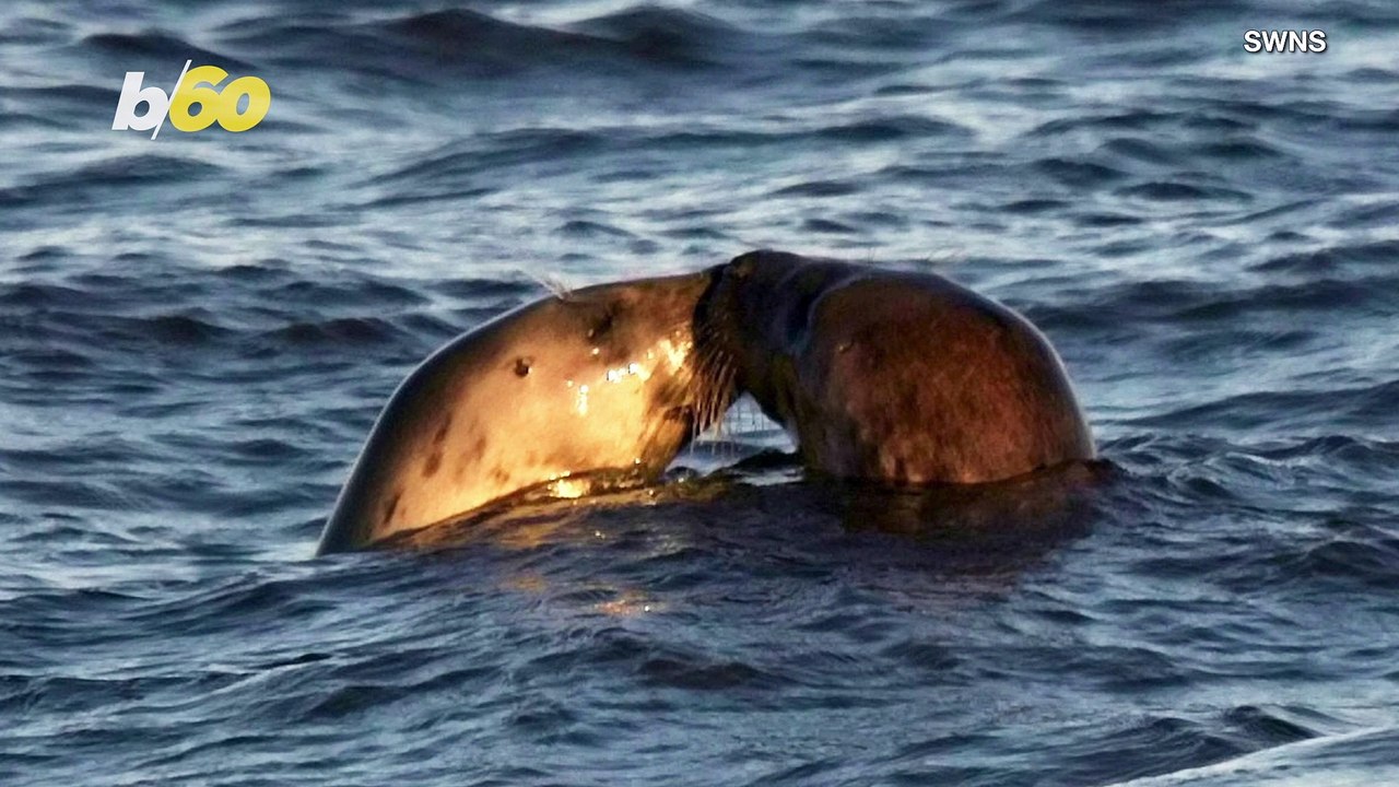 These Two Adorable Seals Share a Very Sweet Moment