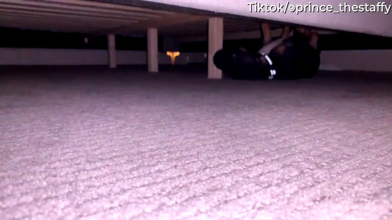 Upside Down Zoomies