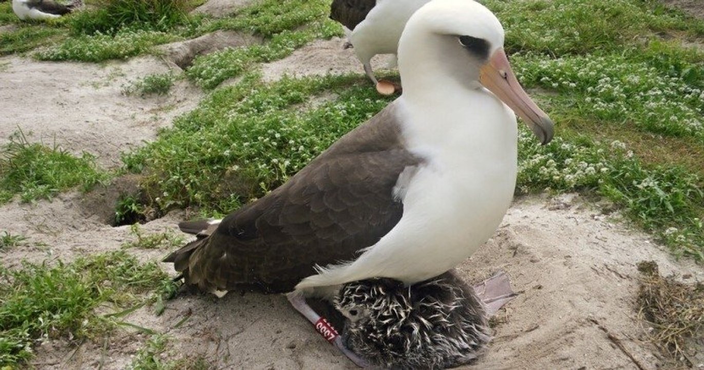 Hawaï : l'albatros le plus vieux du monde, âgé de 70 ans, a donné naissance à un petit
