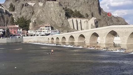 Kızılırmak'a düşen büyükbaş hayvan vinç yardımı ile çıkarıldı