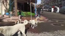 Siirt'te gurup halinde gezen başıboş köpekler vatandaşları korkutuyor
