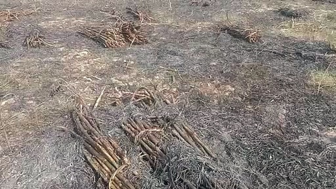 गन्ने की पराली जलाते समय लगी आग, हजारों रुपयों का गन्ना जलकर हुआ खाक