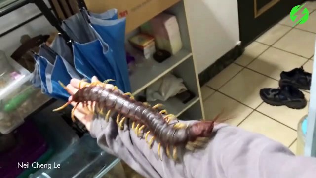 Il joue avec son mille-pattes géant venimeux