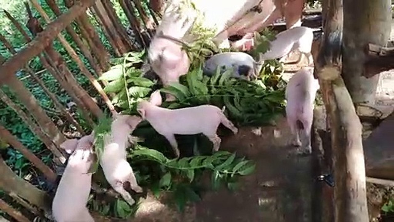 Mukbang dahon