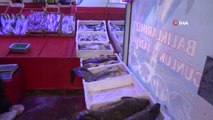 40 kiloluk dev yayın balığı ilgi odağı oldu