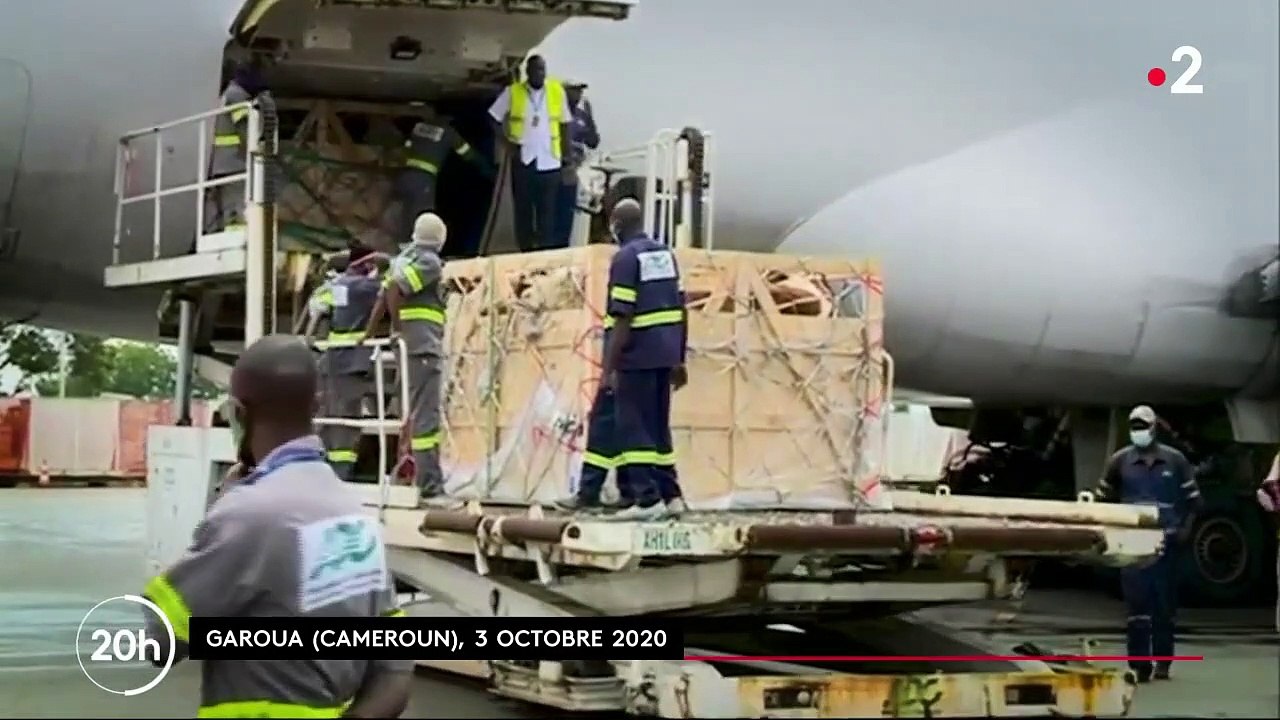 Elevage : le Cameroun mise sur les vaches Montbéliardes pour produire plus de lait