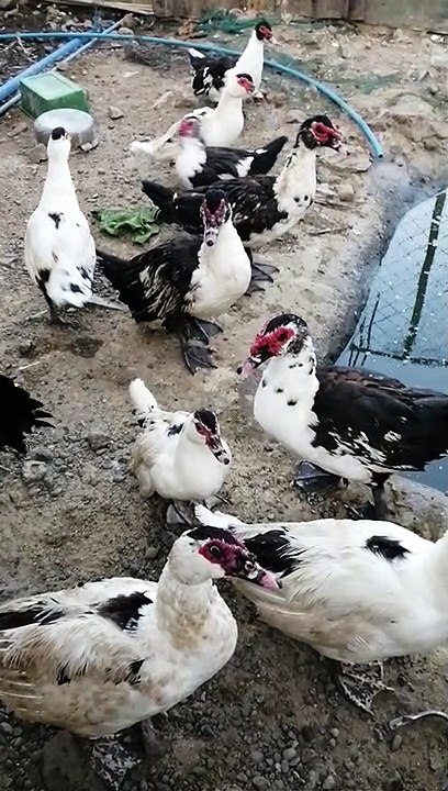 The Ducks n' The Chicks