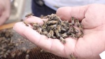 Middle East's first queen bee rearing station opens in Hatta