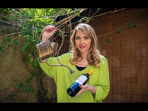 67 | Gastronomia | La bodega de El Nacional | 3 vinos para regalar flores esta primavera