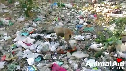 10 animal rescues that will restore your faith in humanity_(360P)