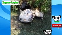 Animal Saves Others Animals _ Try To Not Emotional Challenge 2017(240P)