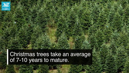 8 amazing facts about Christmas trees