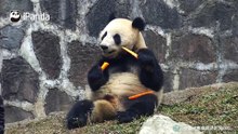 大熊猫吃东西时有多可爱