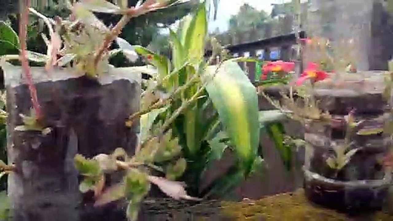 Done with my plant 12 o'clock flower