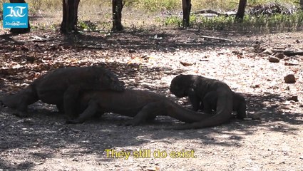 Yes, dragons exist, but only in Indonesia