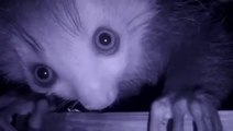 London Zoo Celebrates Birth of 1st Aye-Aye Lemur.mp4