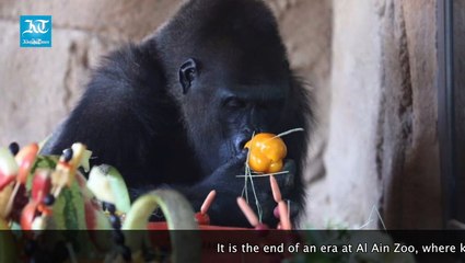 Al Ain Zoo's most-loved gorilla, Lady, passes away