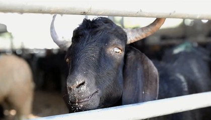 Dubai cattle market all set for Eid Al Adha