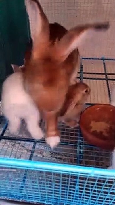 rabbit 6