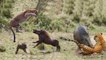 Mother Warthog Thrown Cheetah In The Air To Save Baby, Speed Cheetah Hunting Prey
